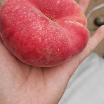 蟠桃