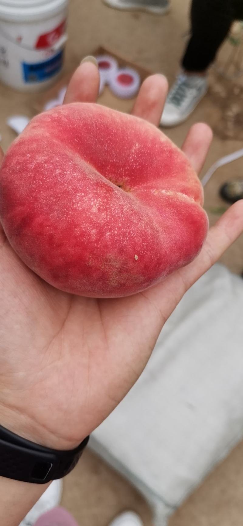 蟠桃