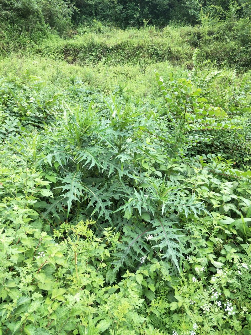 大深山里的野生干大稣