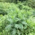 大深山里的野生干大稣