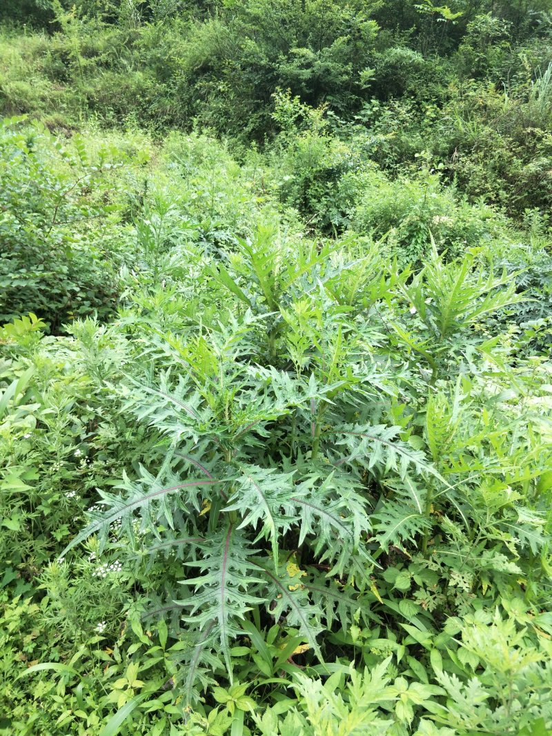 大深山里的野生干大稣