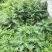 大深山里的野生干大稣