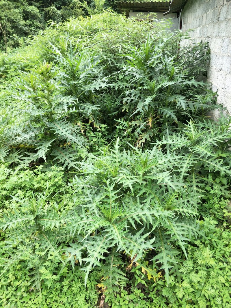 大深山里的野生干大稣