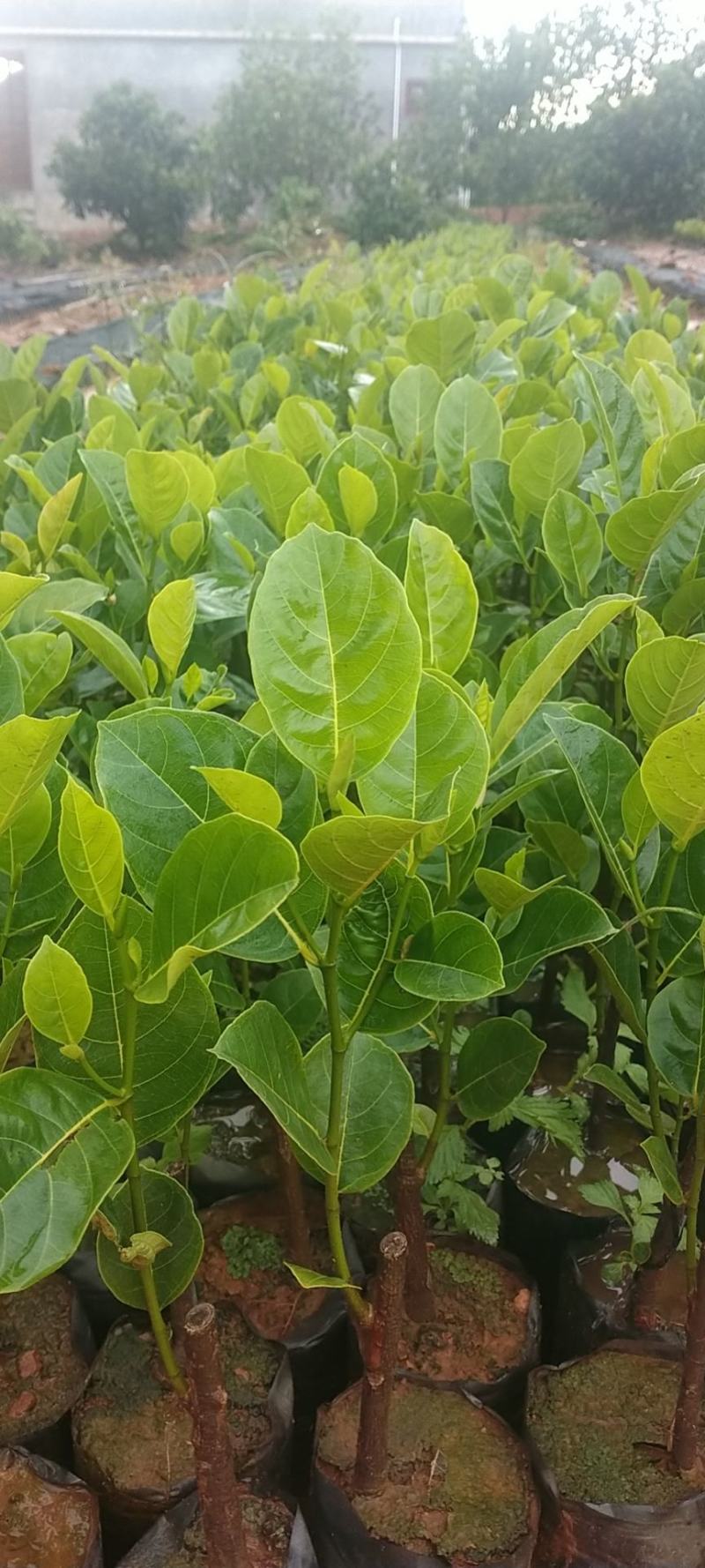 泰国八号早生四季菠萝蜜苗一手货源价格漂亮