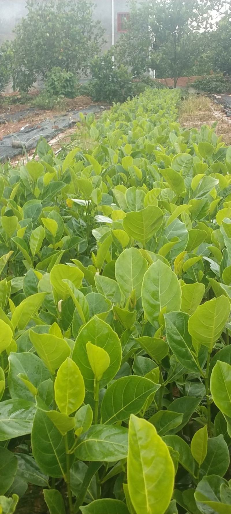 泰国八号早生四季菠萝蜜苗一手货源价格漂亮