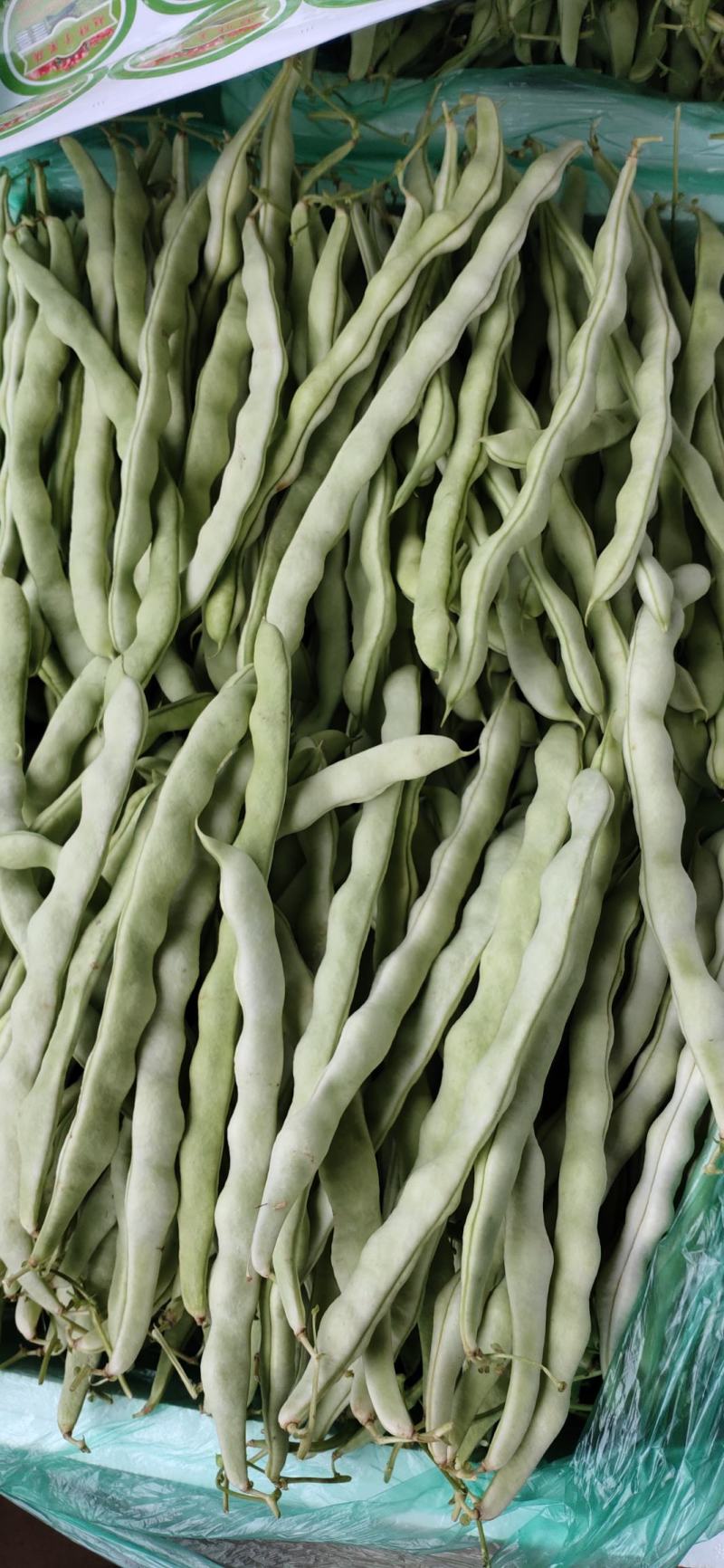 无筋豆，四季豆