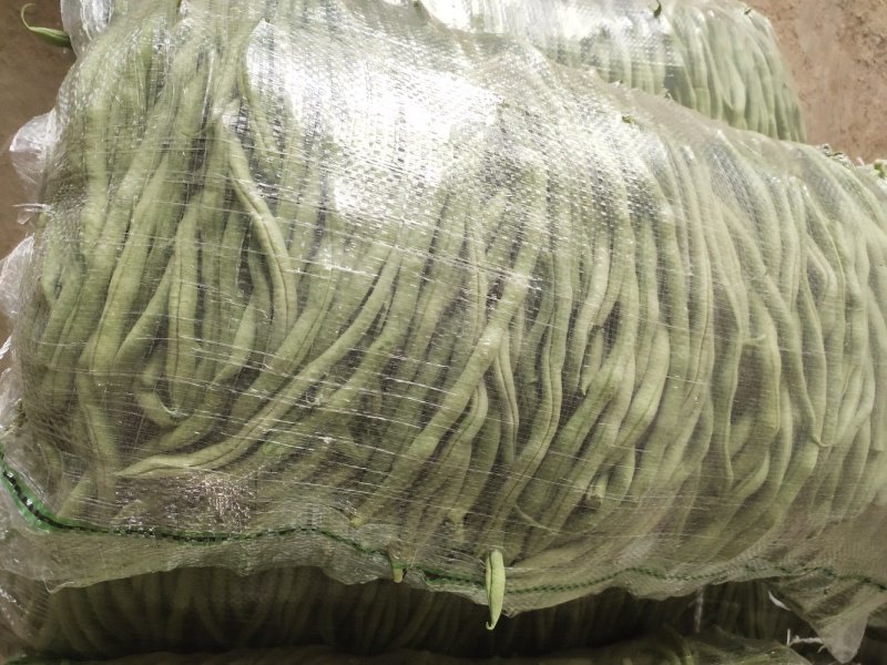 无筋豆豆王豆角精品豆王甘肃豆王无丝豆四季豆