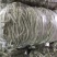 无筋豆豆王豆角精品豆王甘肃豆王无丝豆四季豆