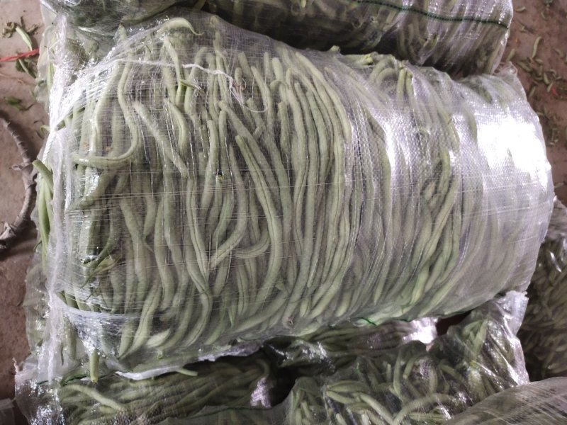 无筋豆豆王豆角精品豆王甘肃豆王无丝豆四季豆