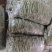 无筋豆豆王豆角精品豆王甘肃豆王无丝豆四季豆
