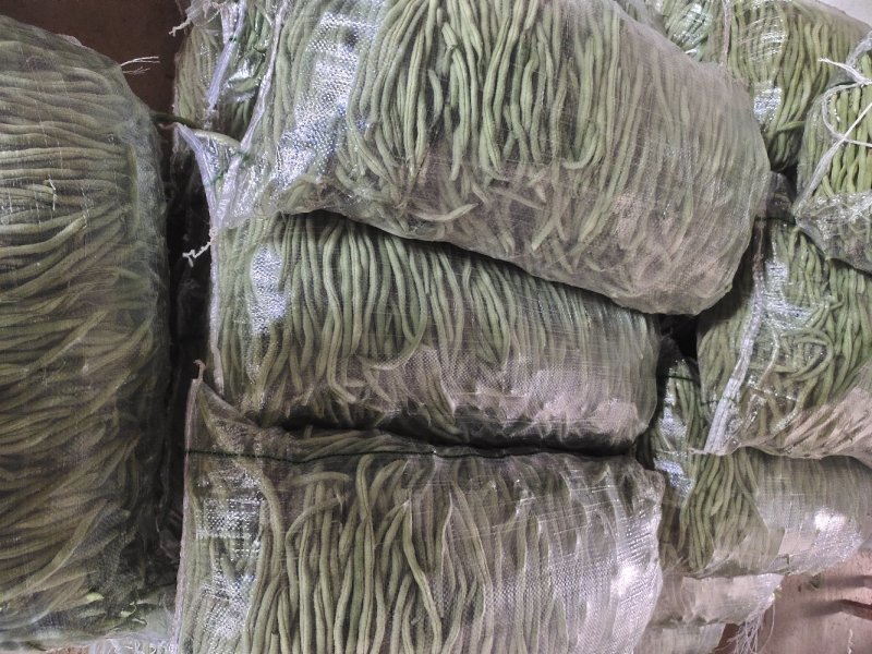 无筋豆豆王豆角精品豆王甘肃豆王无丝豆四季豆