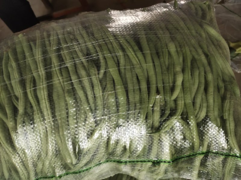 无筋豆豆王豆角精品豆王甘肃豆王无丝豆四季豆