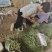 无筋豆豆王豆角精品豆王甘肃豆王无丝豆四季豆