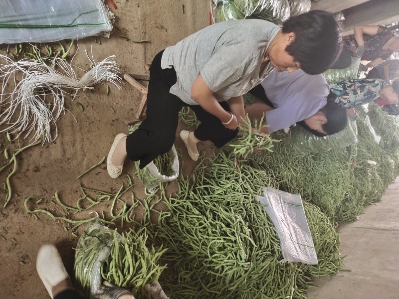无筋豆豆王豆角精品豆王甘肃豆王无丝豆四季豆