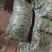 无筋豆豆王豆角精品豆王甘肃豆王无丝豆四季豆