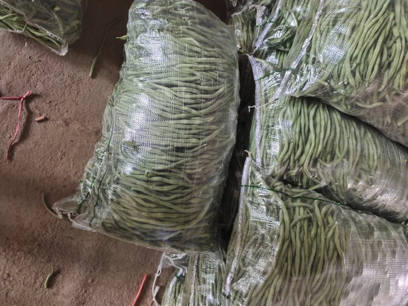 无筋豆豆王豆角精品豆王甘肃豆王无丝豆四季豆