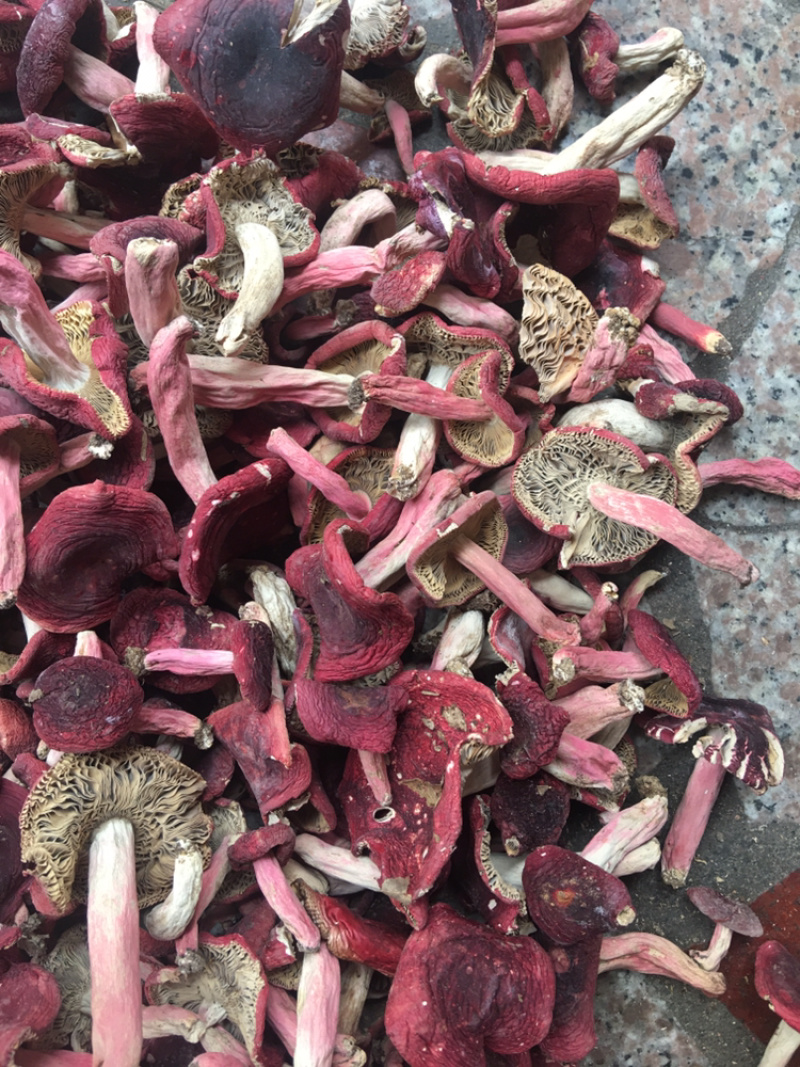 正宗野生红菇蓝底正红