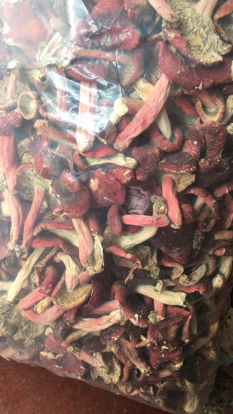 正宗野生红菇蓝底正红