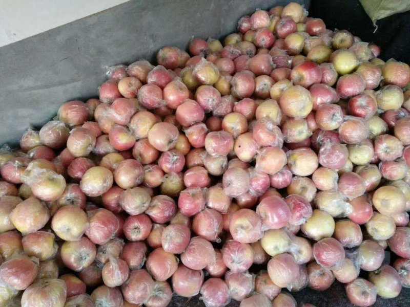 嘎啦苹果潍坊苹果潍坊嘎啦苹果大量供应价格便宜