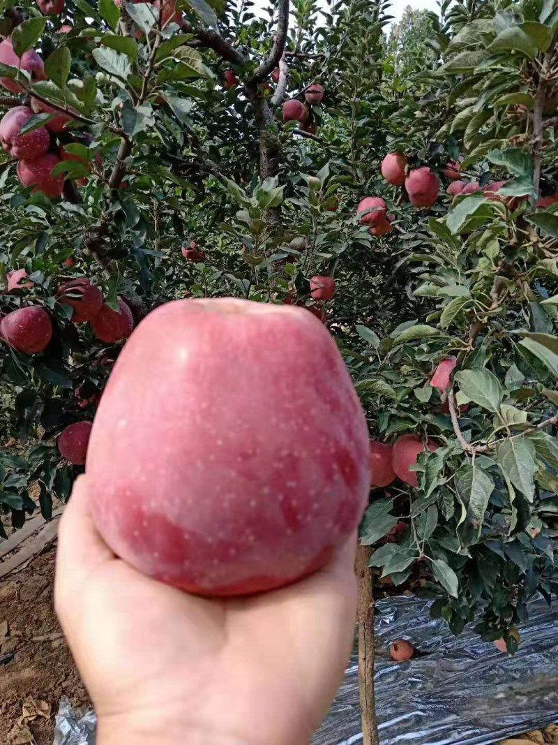 嘎啦苹果潍坊苹果潍坊嘎啦苹果大量供应价格便宜