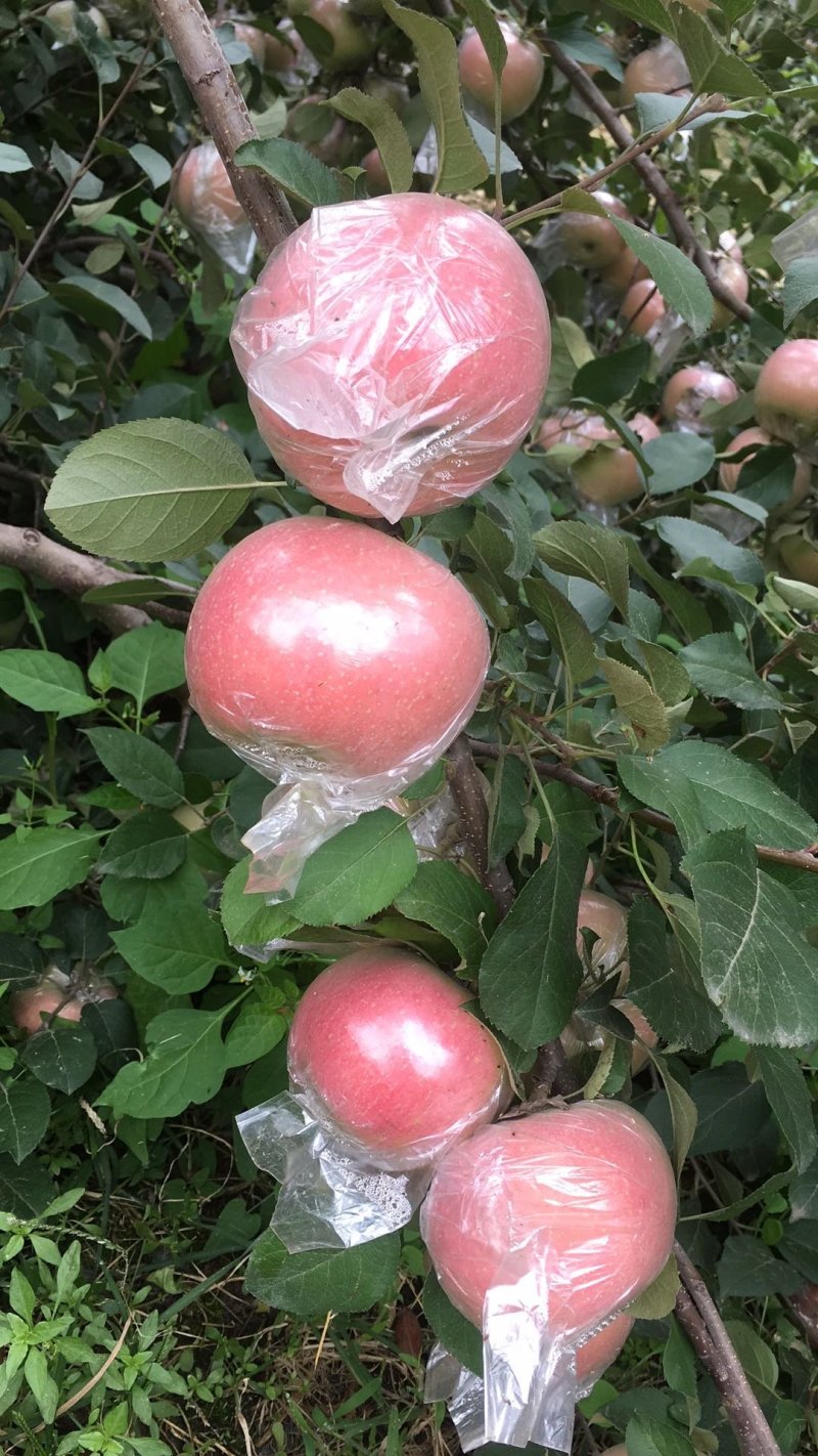 嘎啦苹果潍坊苹果潍坊嘎啦苹果大量供应价格便宜