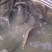 中华大刺鳅鱼苗，刀鳅鱼苗，刺鳅鱼苗，纳锥
