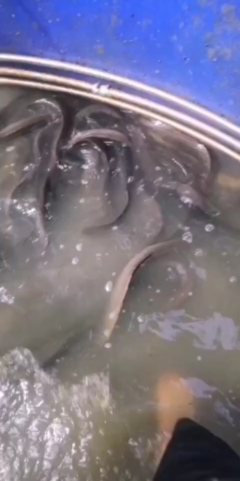 中华大刺鳅鱼苗，刀鳅鱼苗，刺鳅鱼苗，纳锥