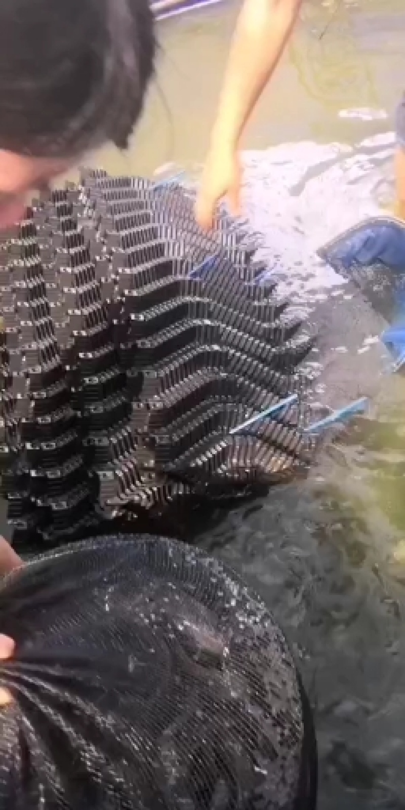 中华大刺鳅鱼苗，刀鳅鱼苗，刺鳅鱼苗，纳锥