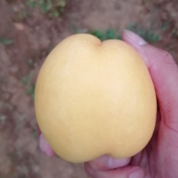 毛桃油桃大量现货