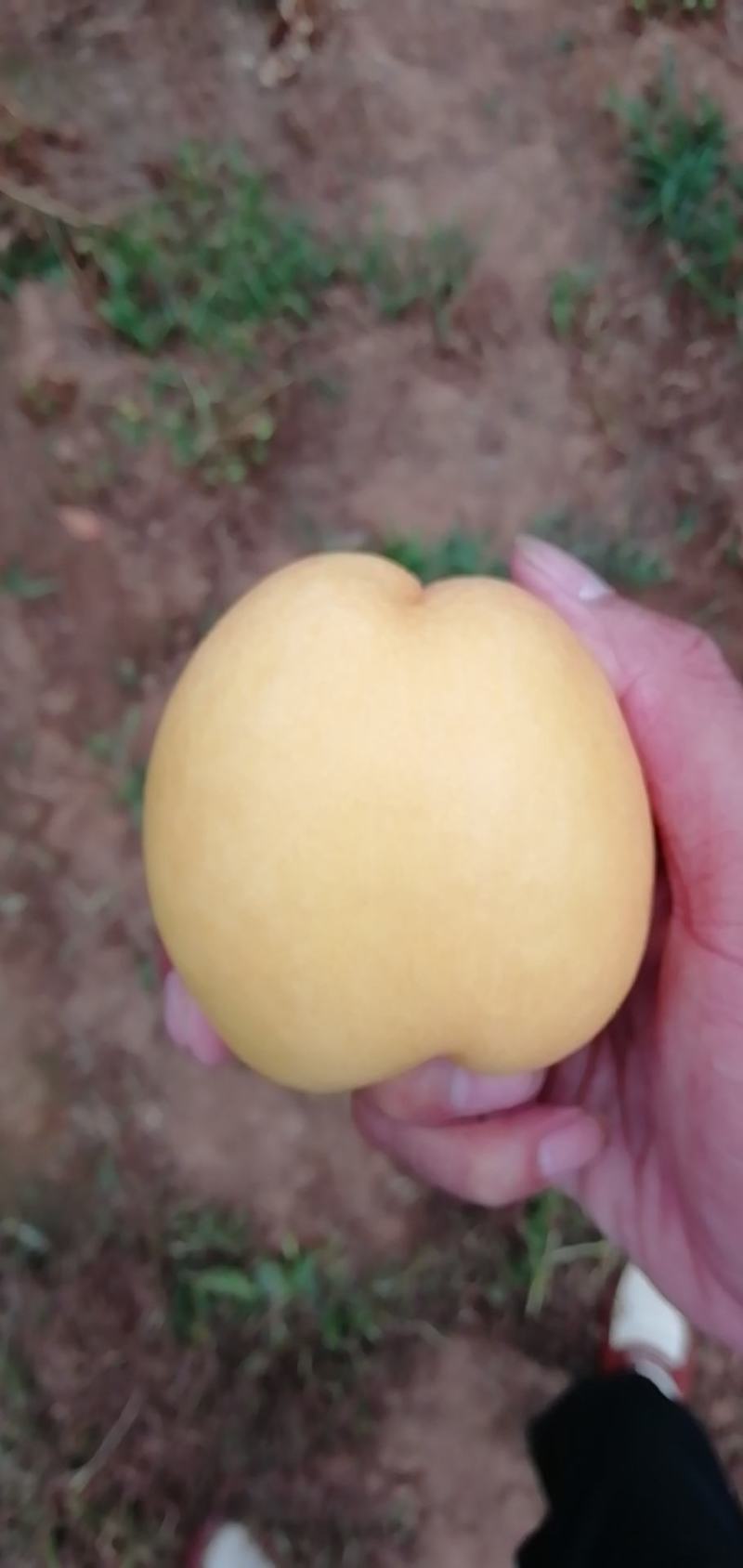 毛桃油桃大量现货