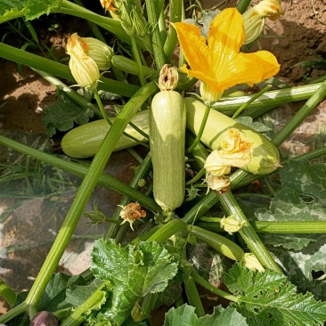 精品西葫芦大量了上市