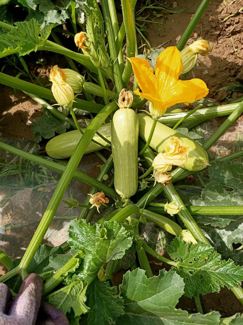 精品西葫芦大量了上市