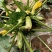 精品西葫芦大量了上市