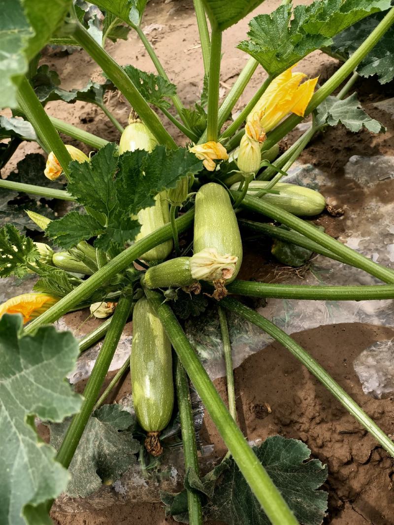 精品西葫芦大量了上市