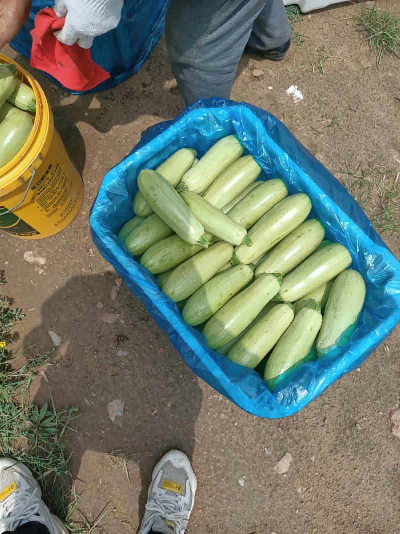 精品西葫芦大量了上市