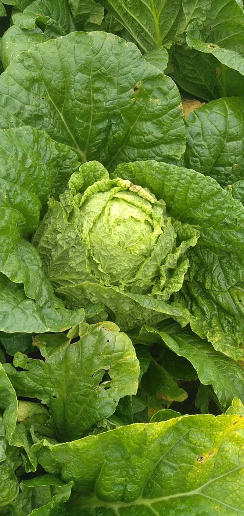 安丘市大白菜，净菜白菜，半毛白菜，全毛白菜黄芯白菜，冷库