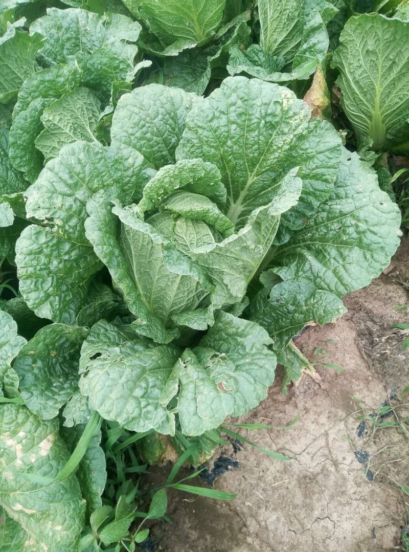 安丘市大白菜，净菜白菜，半毛白菜，全毛白菜黄芯白菜，冷库