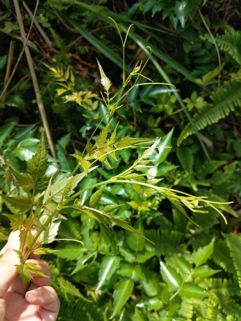 正宗野生藤茶莓茶、原生态藤茶
