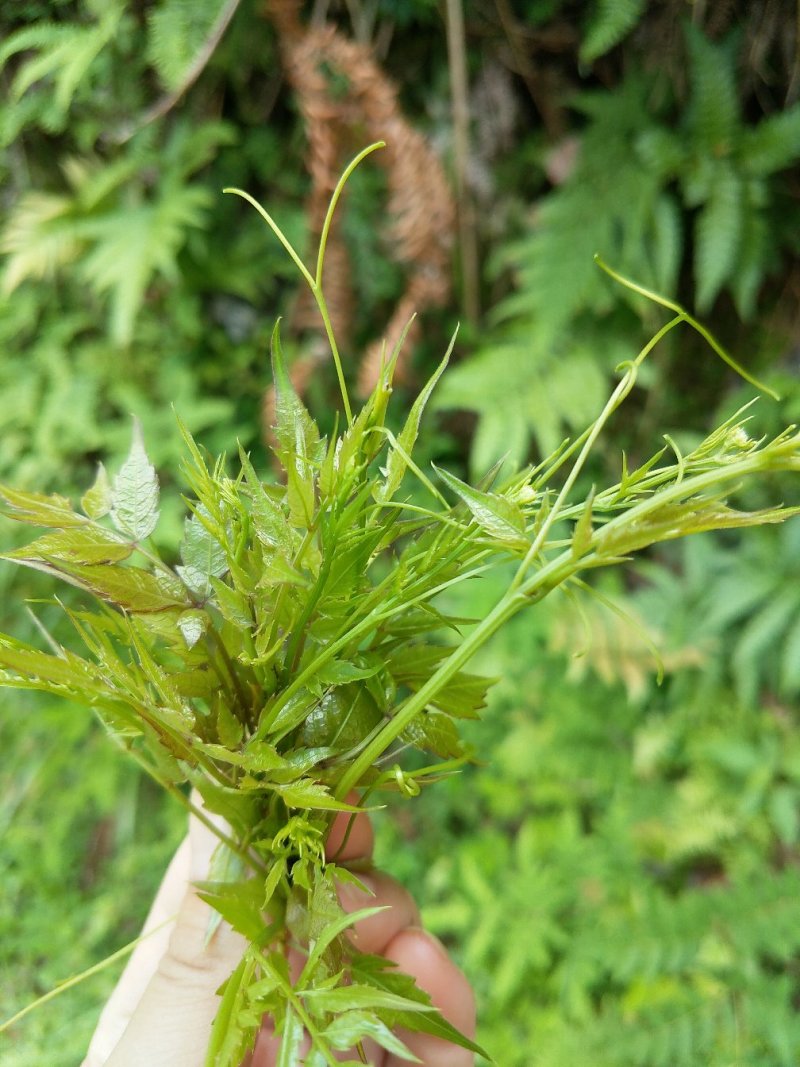 正宗野生藤茶莓茶、原生态藤茶