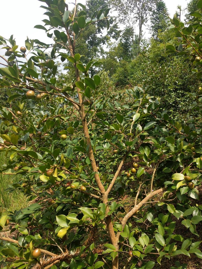 野生茶籽、高山山茶籽、油茶籽2021全新货
