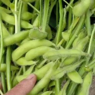 山东毛豆