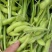 山东毛豆