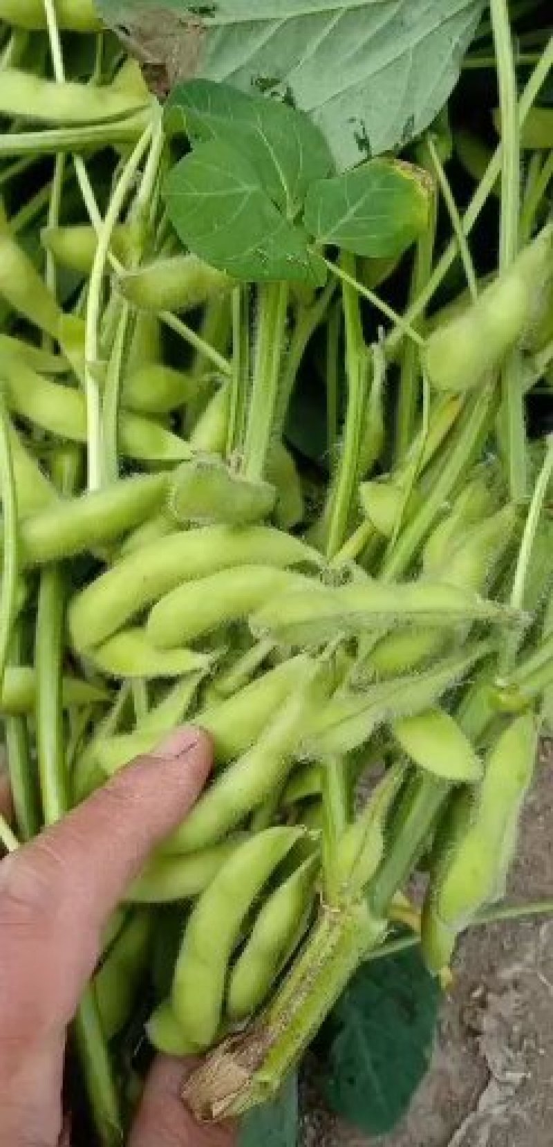 山东毛豆
