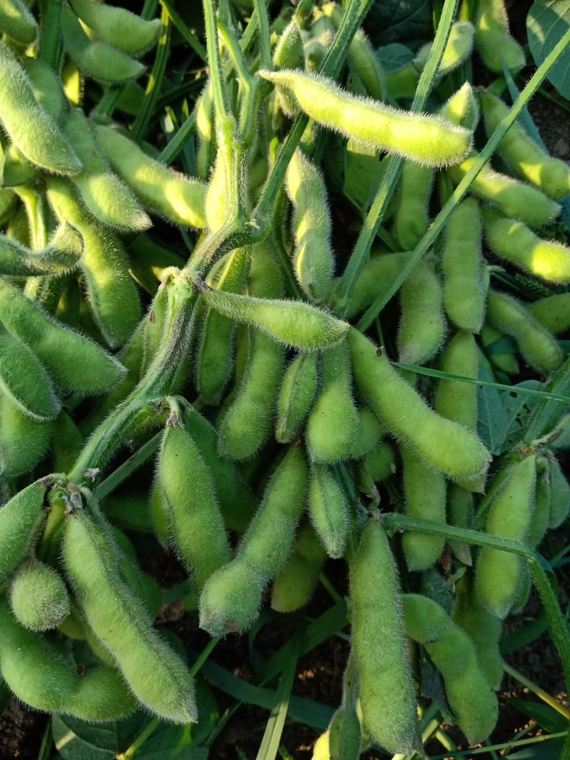 山东毛豆