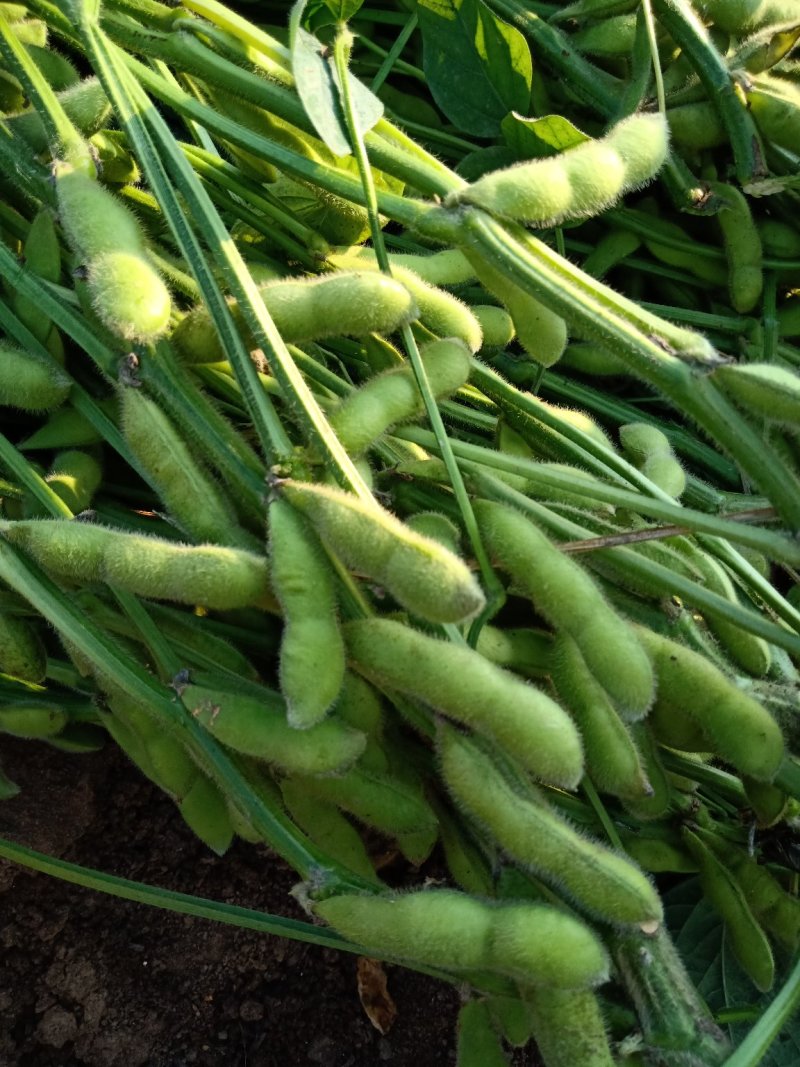 山东毛豆