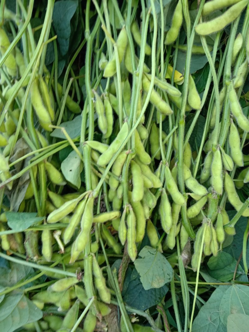 山东毛豆