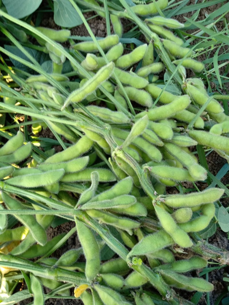 山东毛豆