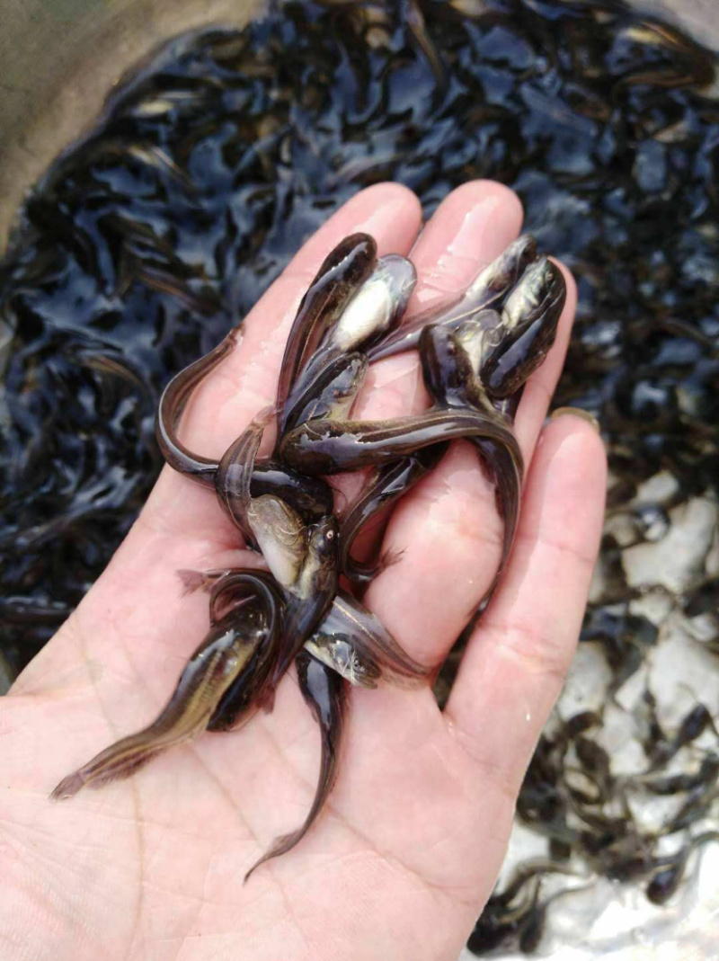 【大口鲶鱼苗】基地直销、生长速度快、欢迎咨询