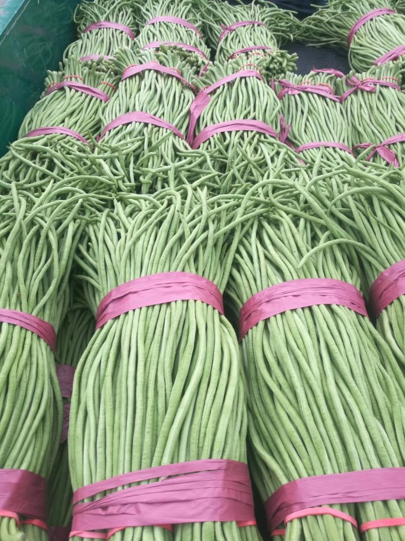 邯郸精品长豆角大量上市，产地直销，欢迎选购。
