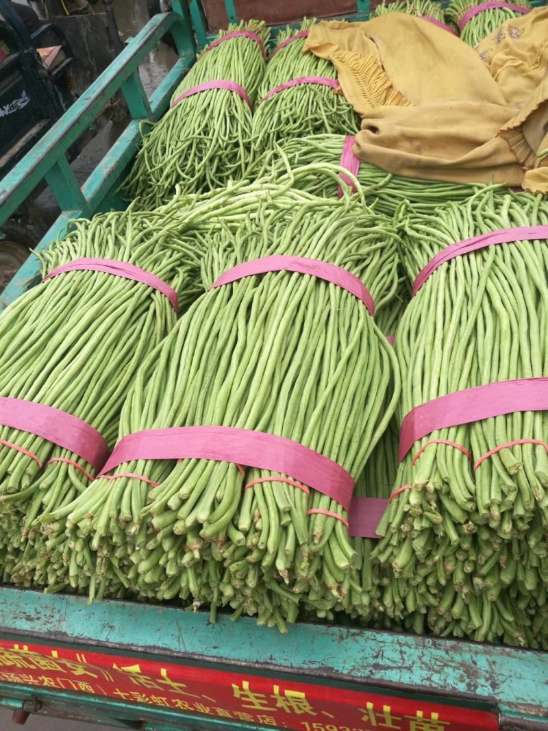 邯郸精品长豆角大量上市，产地直销，欢迎选购。